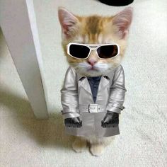 an orange and white cat with sunglasses on it's head wearing a silver coat