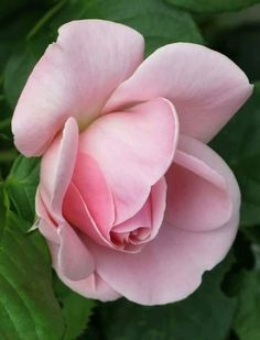 a pink rose with green leaves in the background