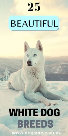 a white dog sitting in the snow with text overlay reading 25 beautiful white dog breeds