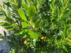 a close up view of some green leaves