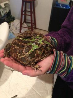 a person holding a frog in their hands