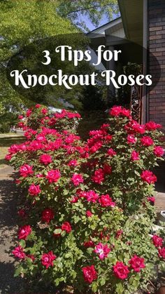 pink flowers in front of a brick building with the words 3 tips for knockout roses