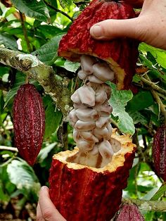 a person is picking up some kind of fruit from a tree with other fruits on it