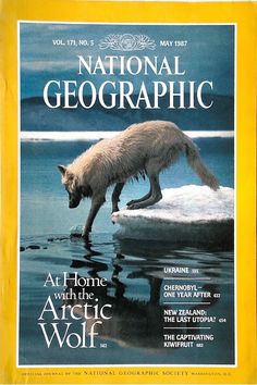 the front cover of national geographic magazine, featuring an arctic wolf drinking water