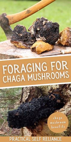 Chaga Tea Recipes, Chaga Mushroom Benefits, Foraging Tips, Chaga Mushroom Tea, Mushroom Foraging, Mushroom Identification, Mushroom Benefits