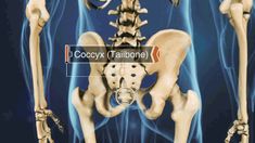 an x - ray view of the back of a human skeleton with text that reads cococyx tailbone