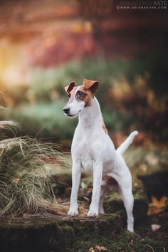 a small white and brown dog standing in the grass