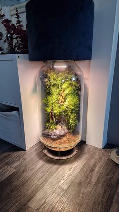 a fish tank filled with plants on top of a wooden floor next to a wall