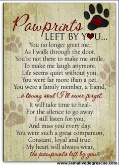 a poem written in the language of pawprints left by you