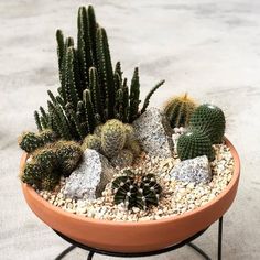 there is a potted plant with rocks and cactuses in it on the table