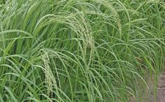 tall green grass growing in the middle of a field