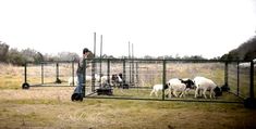 a man standing next to a herd of sheep in a fenced off area with other animals