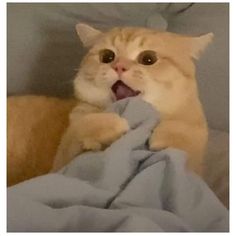 an orange cat laying on top of a bed with its mouth open and tongue out