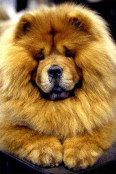 a fluffy dog is sitting on top of a desk