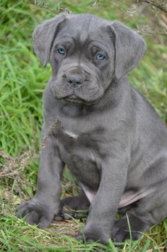 a gray puppy sitting in the grass looking at the camera