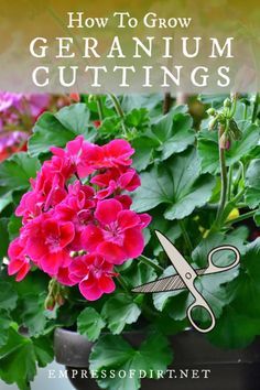 the cover of how to grow geranium cuttings