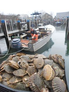 there are many clams in the boat and one is on the dock with another