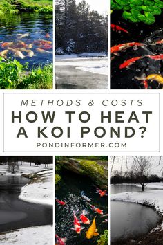 Article about how to heat a koi pond, exploring methods, costs, and tips to maintain a warm and healthy environment for your koi during winter.

Koi pond heating methods, Pond heater costs, Winter pond care