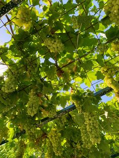 green grapes hang from the vine in an indoor garden area, with sunlight shining on them