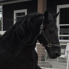 a black horse standing in front of a house