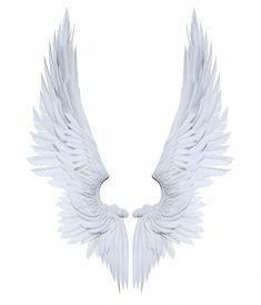 two white wings on a white background