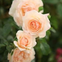 three peach colored roses with green leaves in the foreground and pink flowers in the background