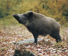 a brown bear standing on top of a leaf covered field