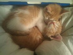 an orange and white kitten laying on top of a bed