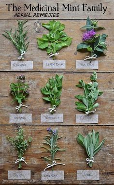 the medical mint family is displayed on a wooden table with herbs and herbs in it