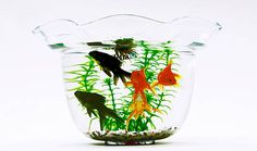 an aquarium filled with goldfish and grass