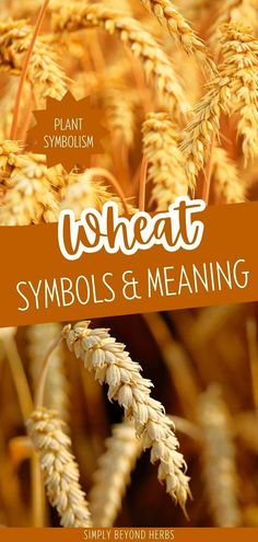 wheat symbolizing symbols and meaning in the form of an image with text that reads wheat symbols and meaning