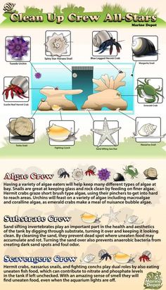 an info sheet describing the different types of sea creatures