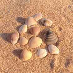 several seashells are arranged in the sand