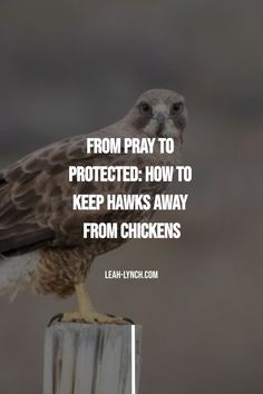 Learn how to deter hawks from your chickens. Use these tips to protect your backyard chickens from hawks and other birds of prey. Chicken Runs