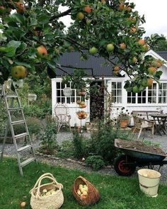 an apple tree with apples hanging from it's branches in front of a house