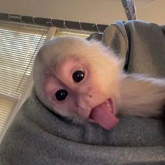 a white monkey sticking its tongue out in a person's lap with it's mouth open