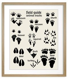 the animal tracks and their names