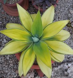 a yellow flower in a pot on the ground