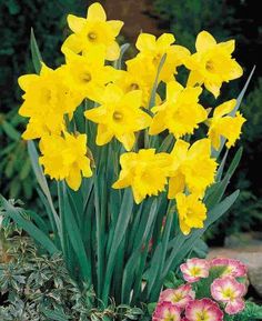 yellow daffodils are blooming in the garden