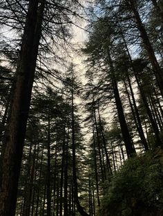 tall trees stand in the middle of a forest