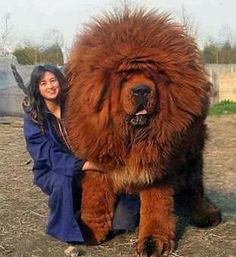 a woman kneeling down next to a large brown dog with long hair on it's face