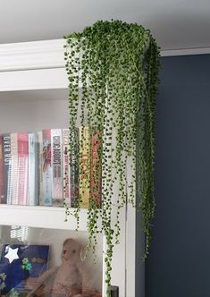 a green plant hanging from the side of a book shelf next to a teddy bear