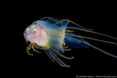 a close up of a jellyfish on a black background