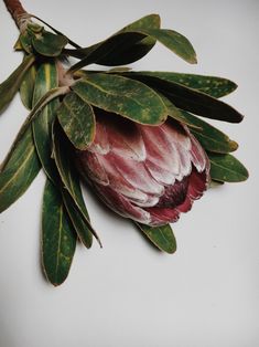 a flower with green leaves on it sitting on a white surface, ready to be cut