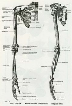 a diagram of the human skeleton and its major skeletal systems, including the upper limb