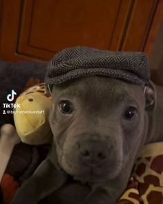 a gray dog wearing a hat laying on top of a bed next to a stuffed giraffe