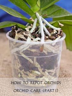 a potted plant with roots in it and the words how to repot orchids orchid care part 1