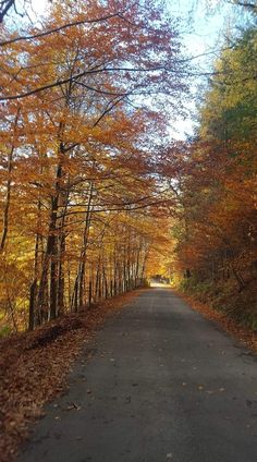 an empty road surrounded by trees in the fall