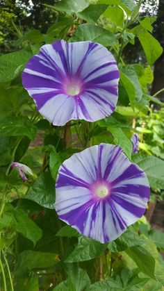 two purple flowers with green leaves in the background