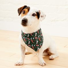 a dog wearing a bandana sitting on the floor